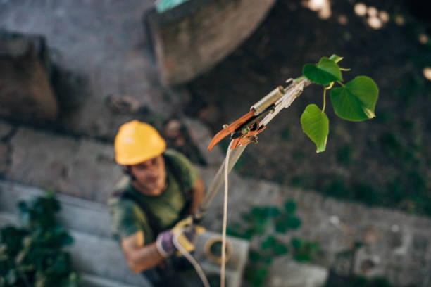 The Steps Involved in Our Tree Care Process in Sallisaw, OK